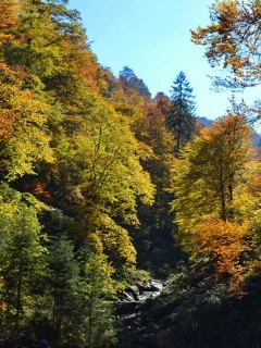 осень, лес, деревья