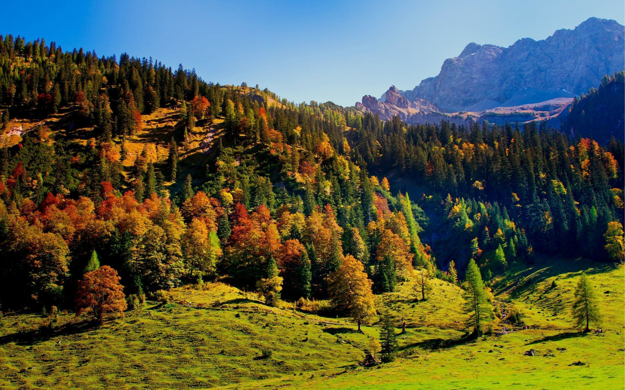 пейзаж, горы, лес, австрия, austria