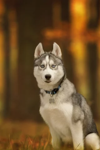 хаски, собака