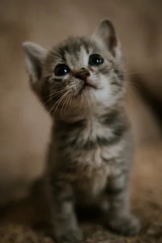 кот, котёнок