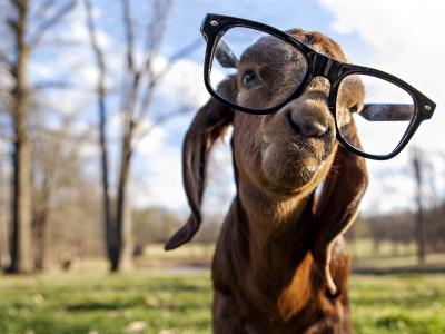 коза, животное, в очках