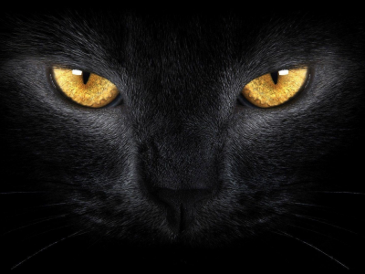 кот, чёрный, тьма