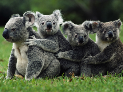 коалы, животные