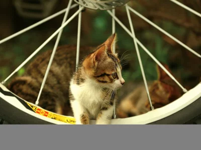 котёнок, в колесе