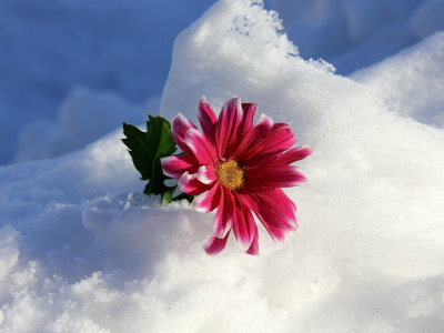 цветок, на снегу