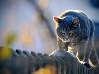 кот, животное, на заборе