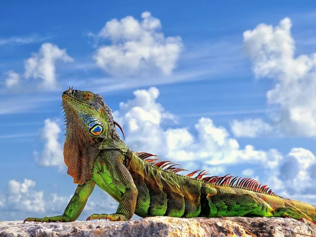 ящерица, игуана, iguana