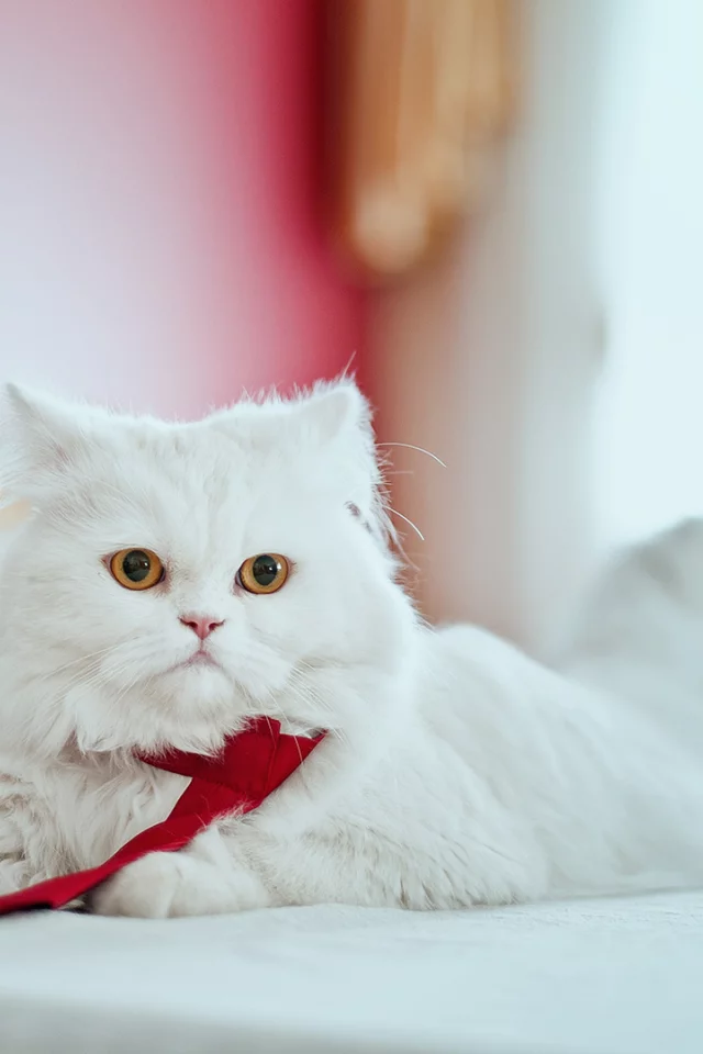 кошка, персидская
