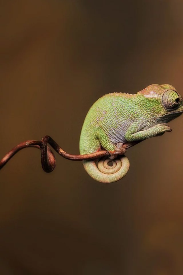 пресмыкающееся, хамелеон, chameleon
