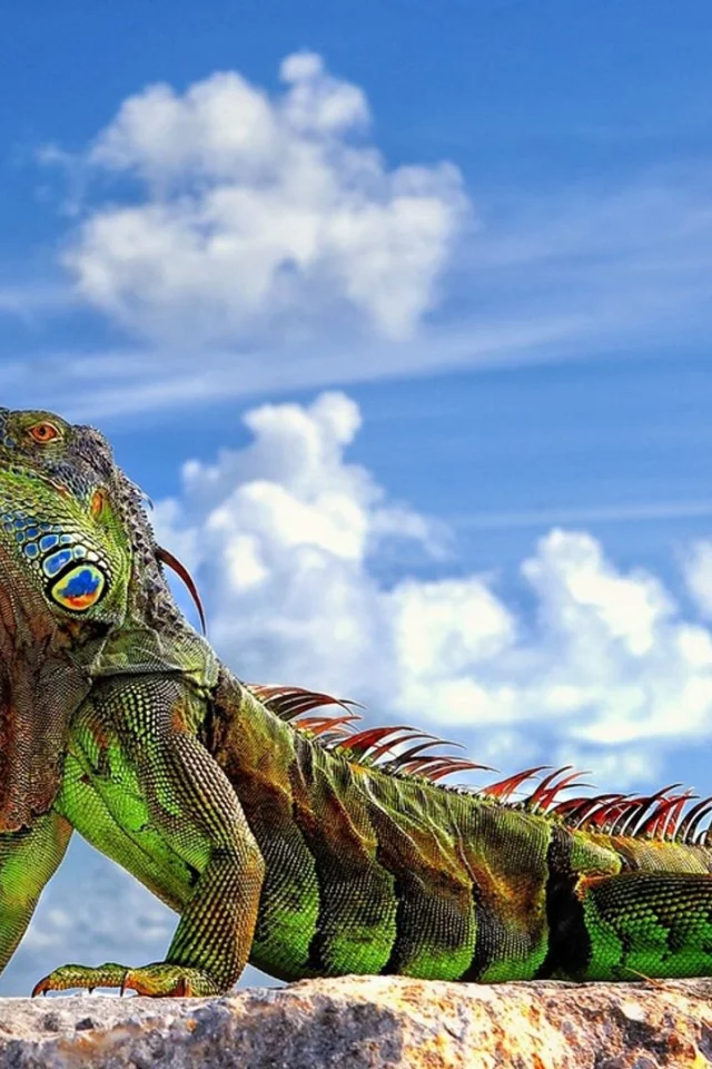 ящерица, игуана, iguana