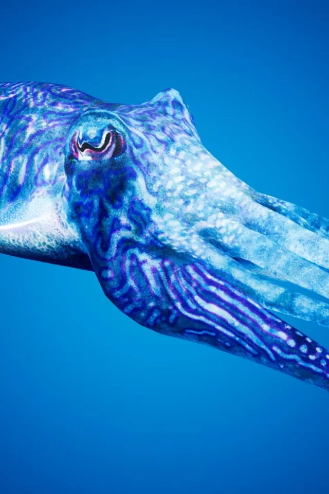 каракатица, cuttlefishes