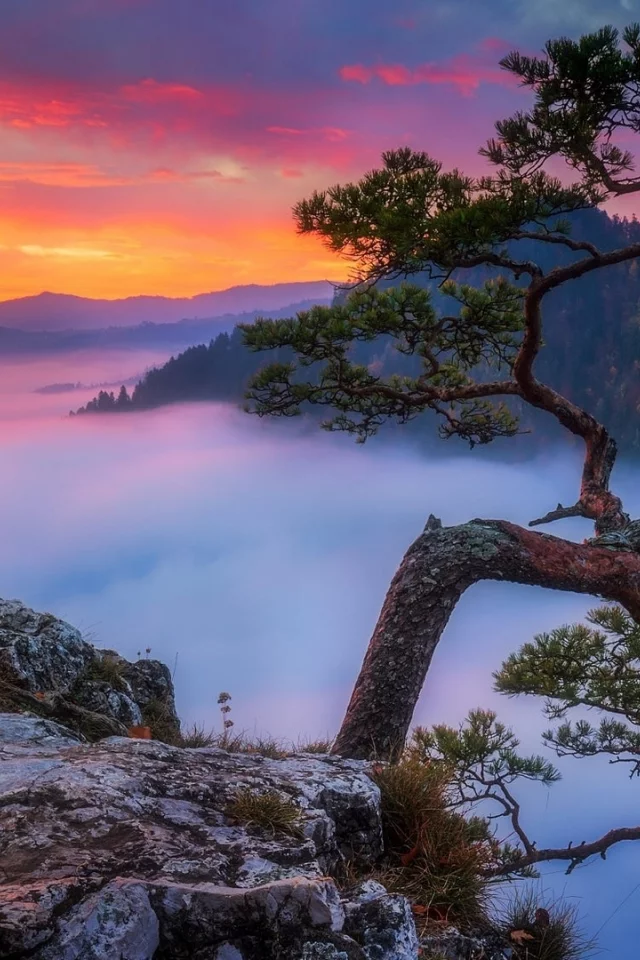 гора, вершина, дерево