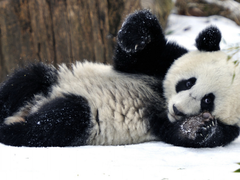 панда, медведь, лежит на снегу