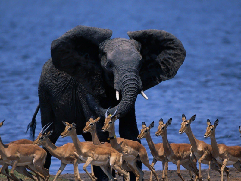 животные, слон, газель, африка, ботсвана