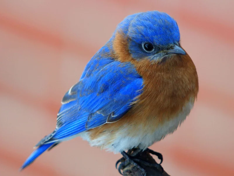 птица, птичка, bluebird