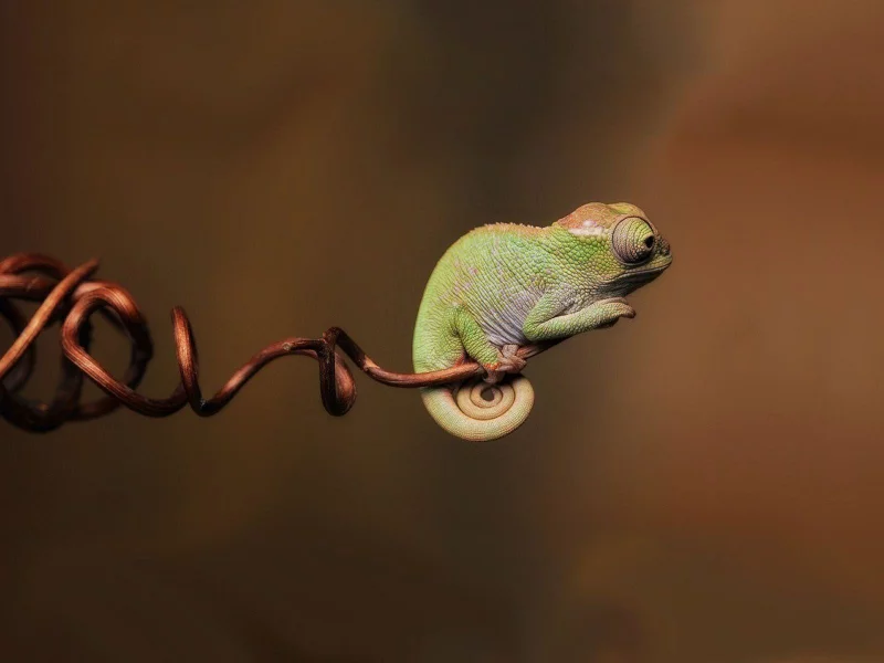 пресмыкающееся, хамелеон, chameleon