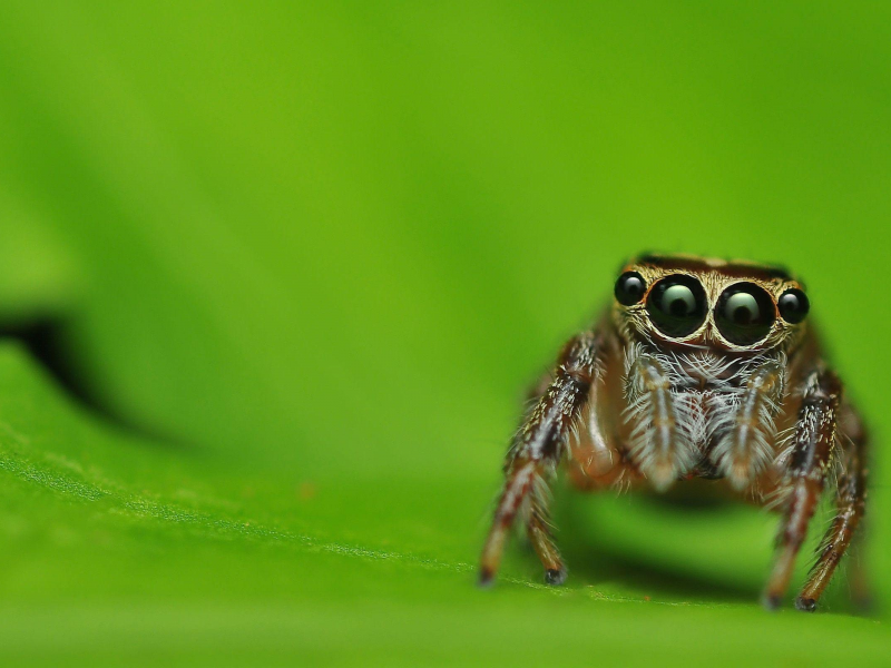 насекомое, паук, spider