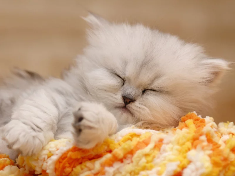 котенок, спит