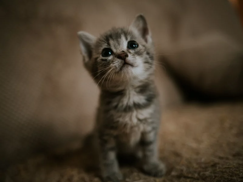 кот, котёнок