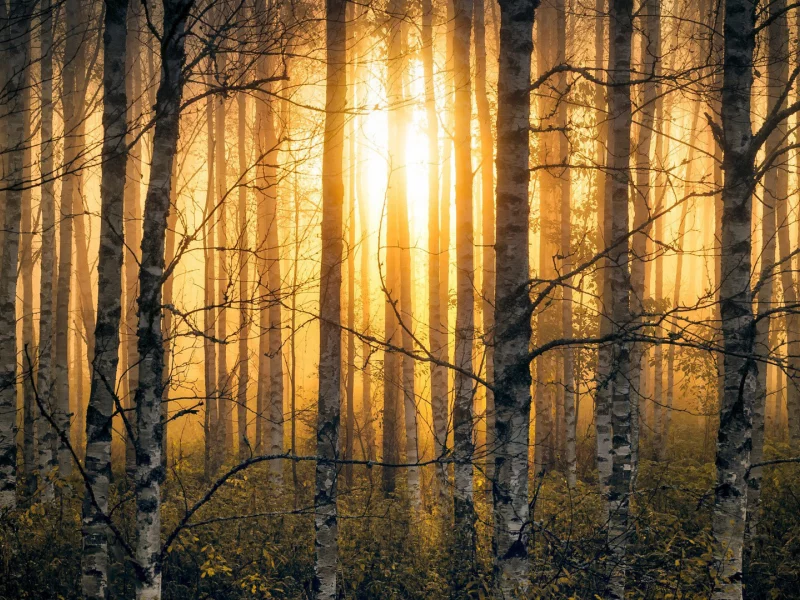 лес, деревья, туман