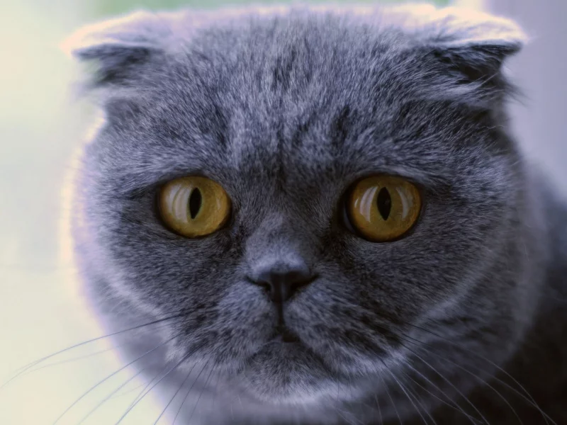 кот, взгляд