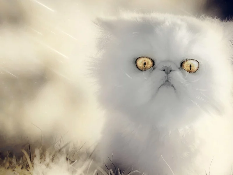 кошка, взгляд, глаза