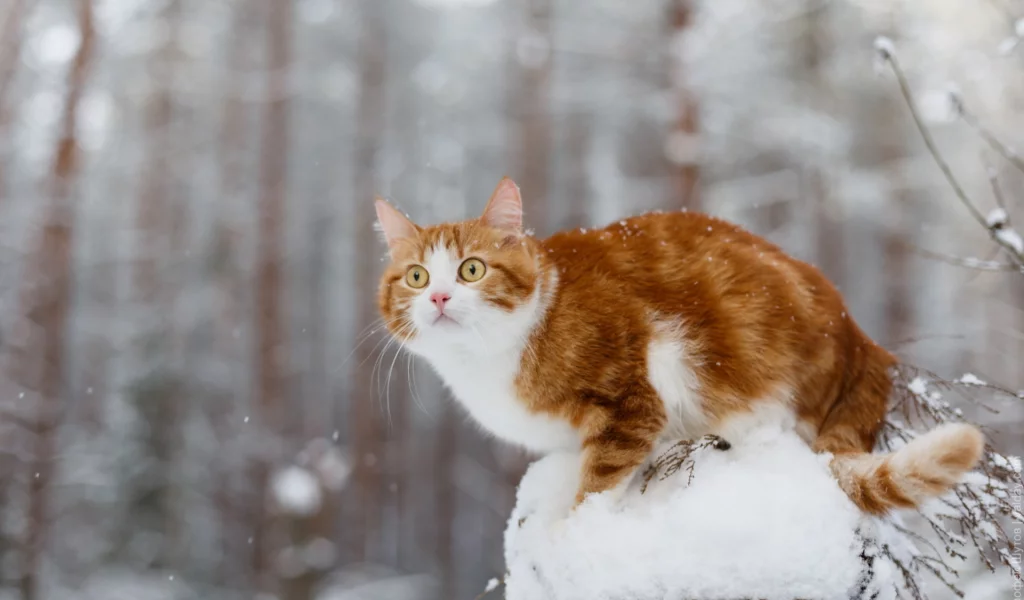 кот, взгляд, зима