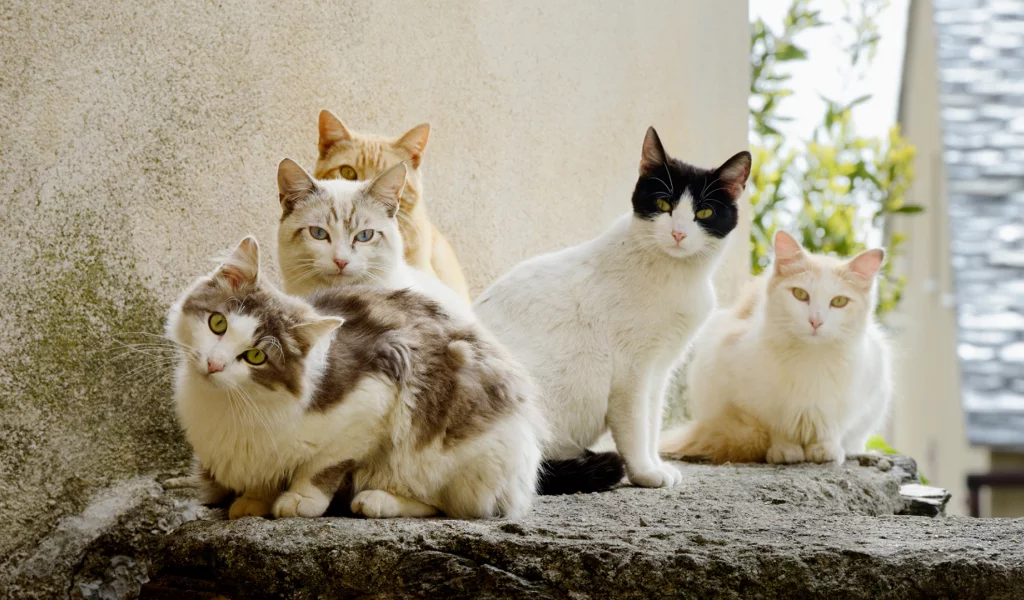коты, животные