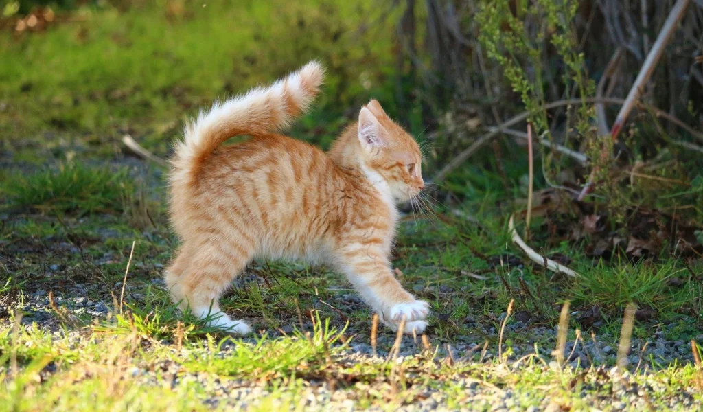 котёнок, рыжий, поза