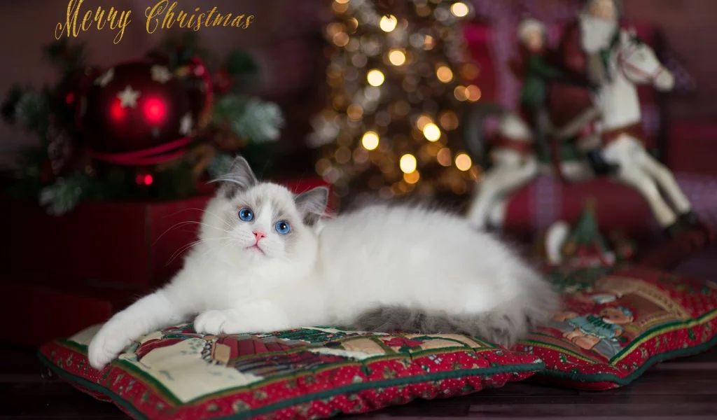 кошка, взгляд, животное
