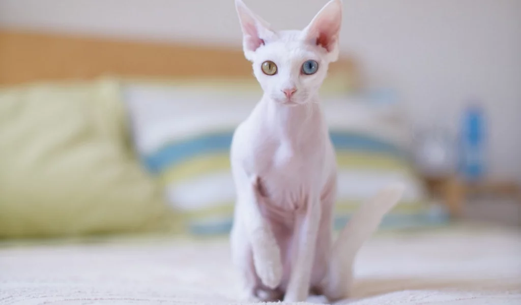 кошка, сфинкс