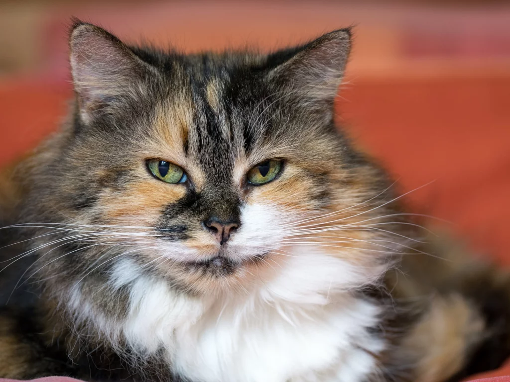 кошка, животное