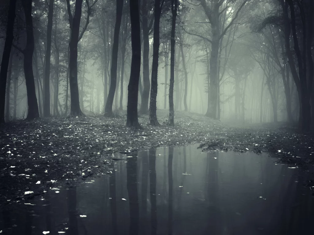 лес, деревья, туман