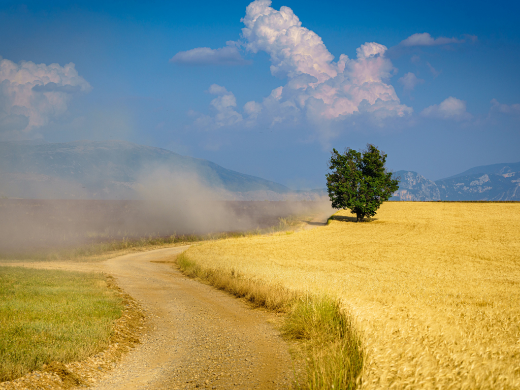 пшеничное поле, дорога, лето, пыль