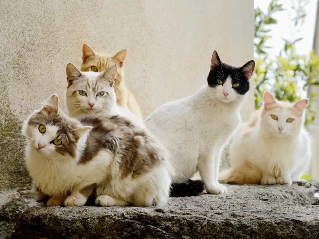 коты, животные
