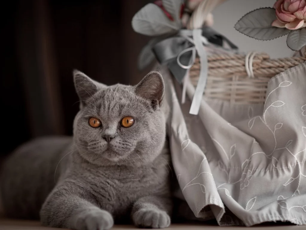 коты, животные