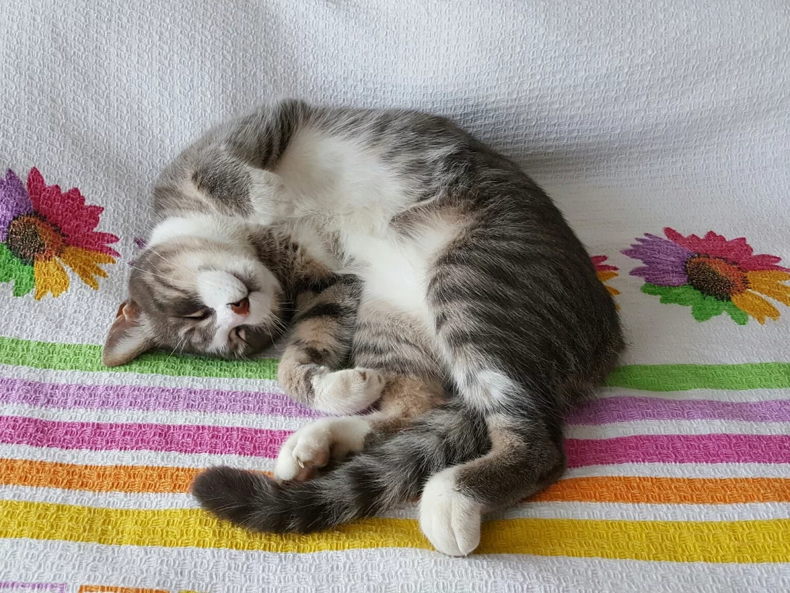 кот, животное, лежит