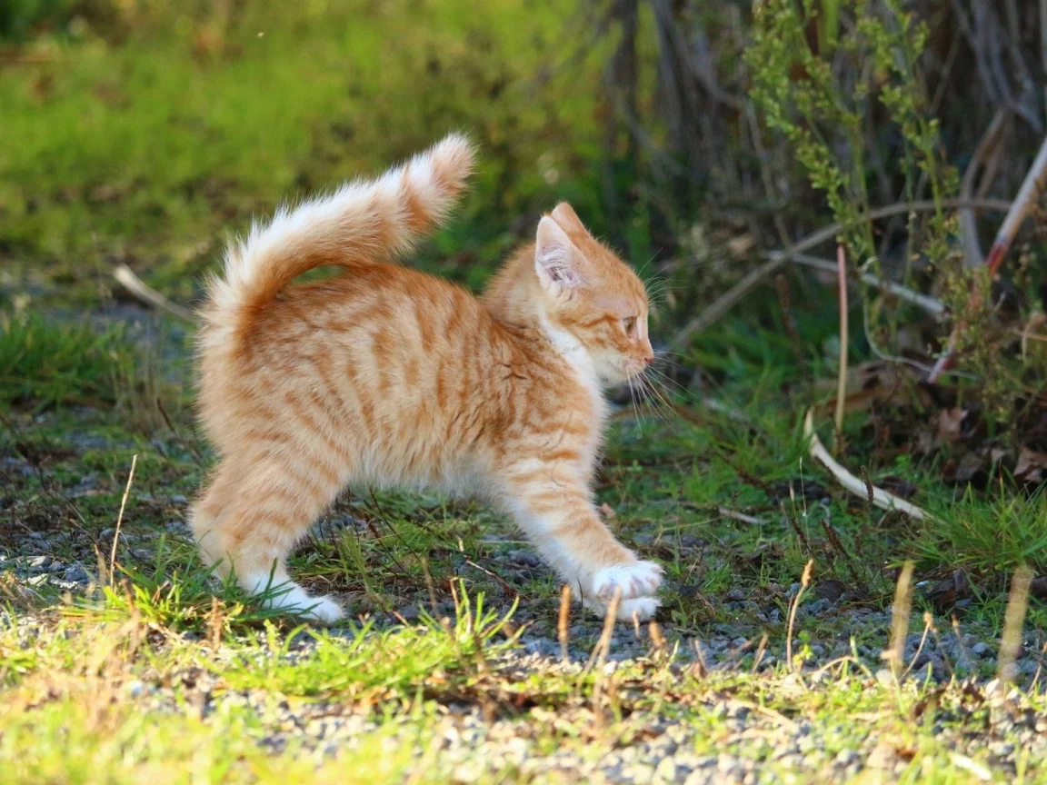 котёнок, рыжий, поза