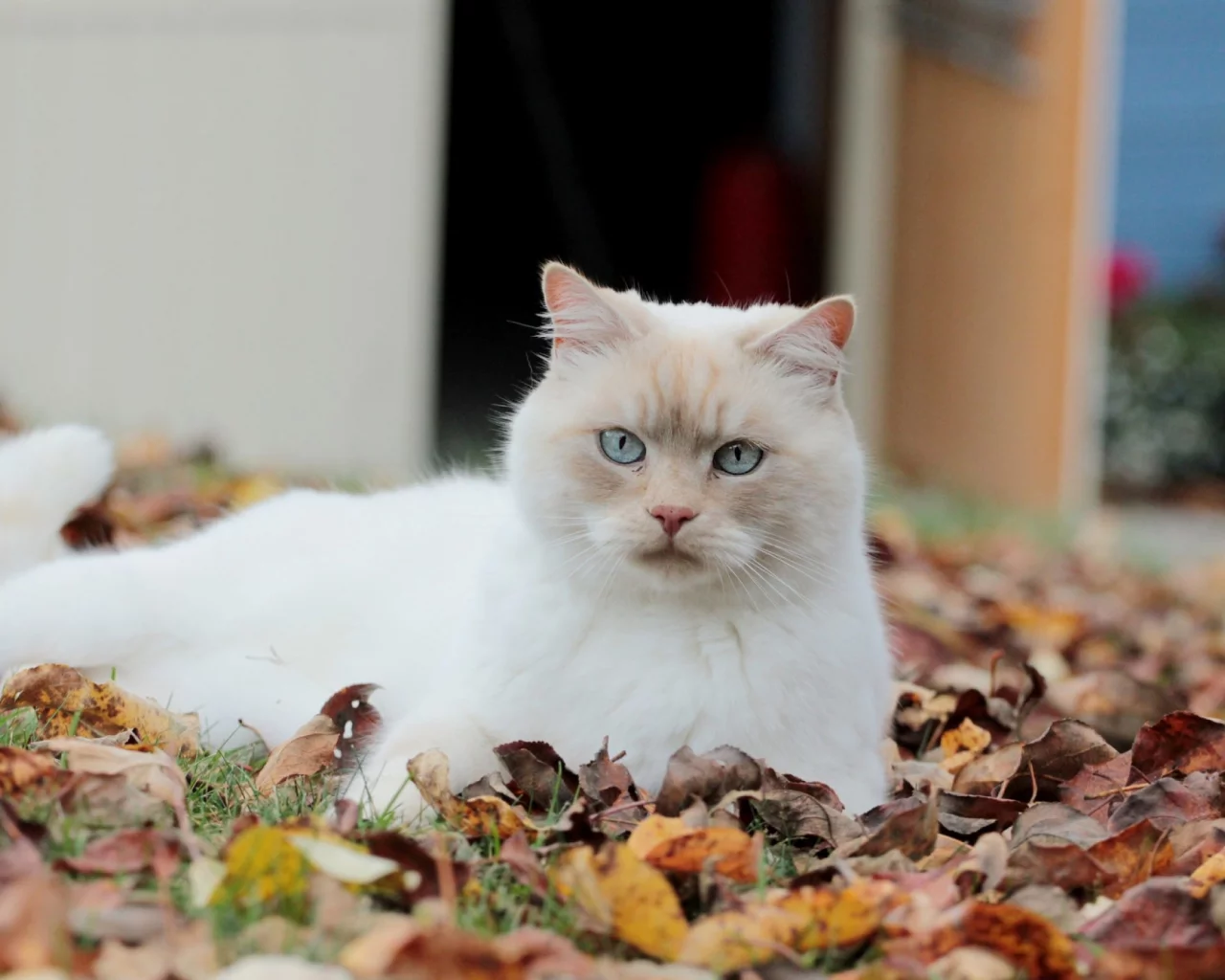 кот, взгляд, лежит на листьях