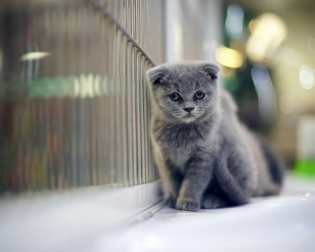 кот, шотландский вислоухий