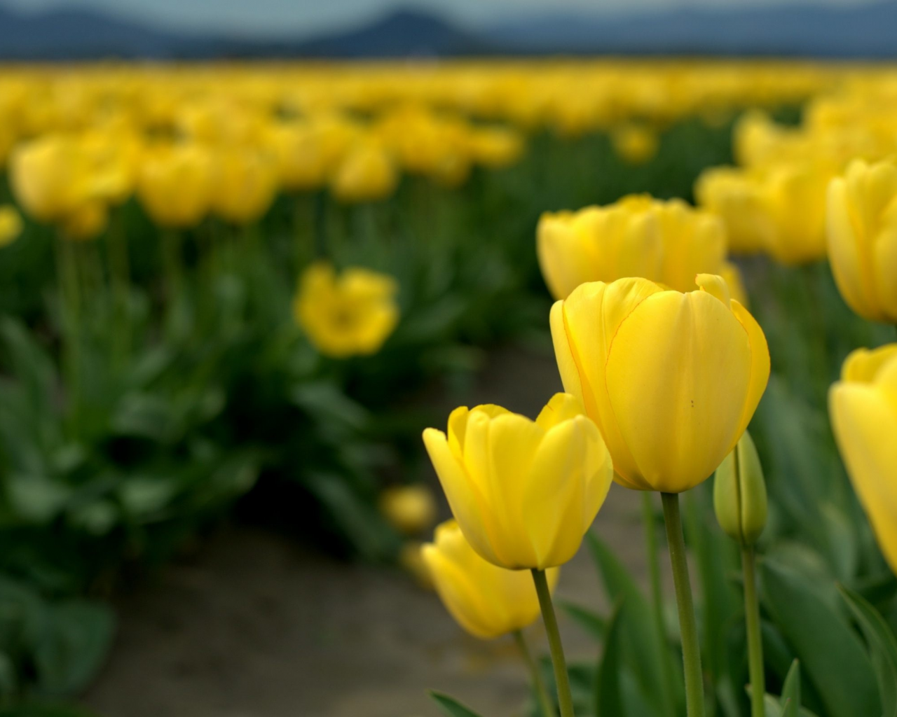 тюльпаны, жёлтые
