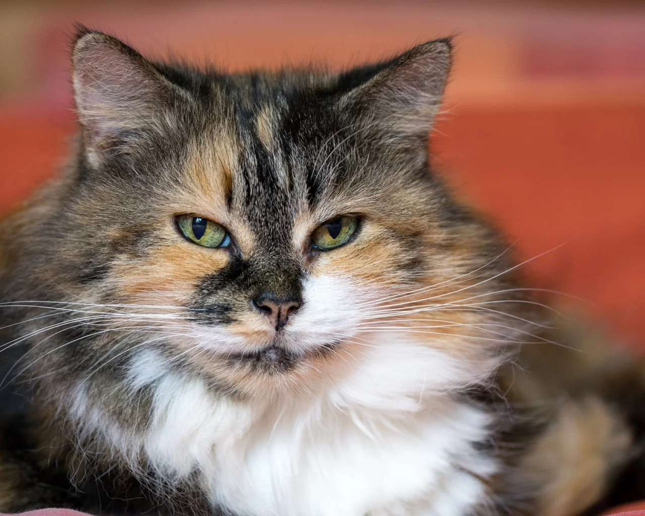 кошка, животное