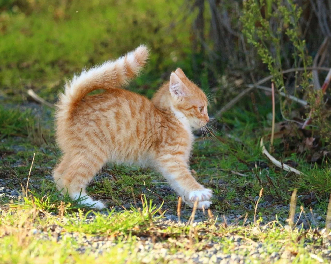 котёнок, рыжий, поза