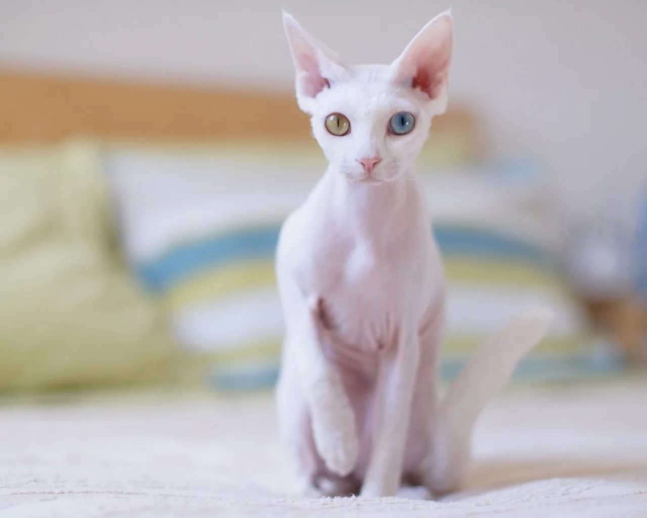 кошка, сфинкс