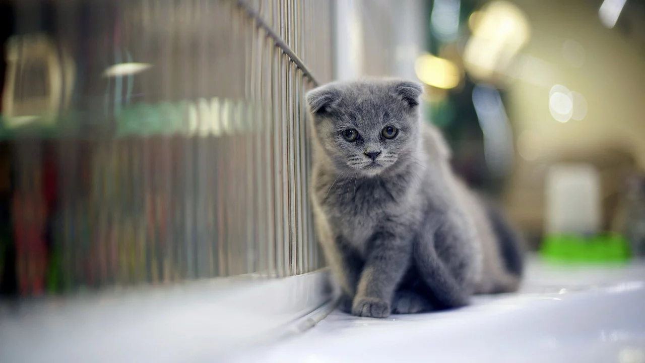 кот, шотландский вислоухий