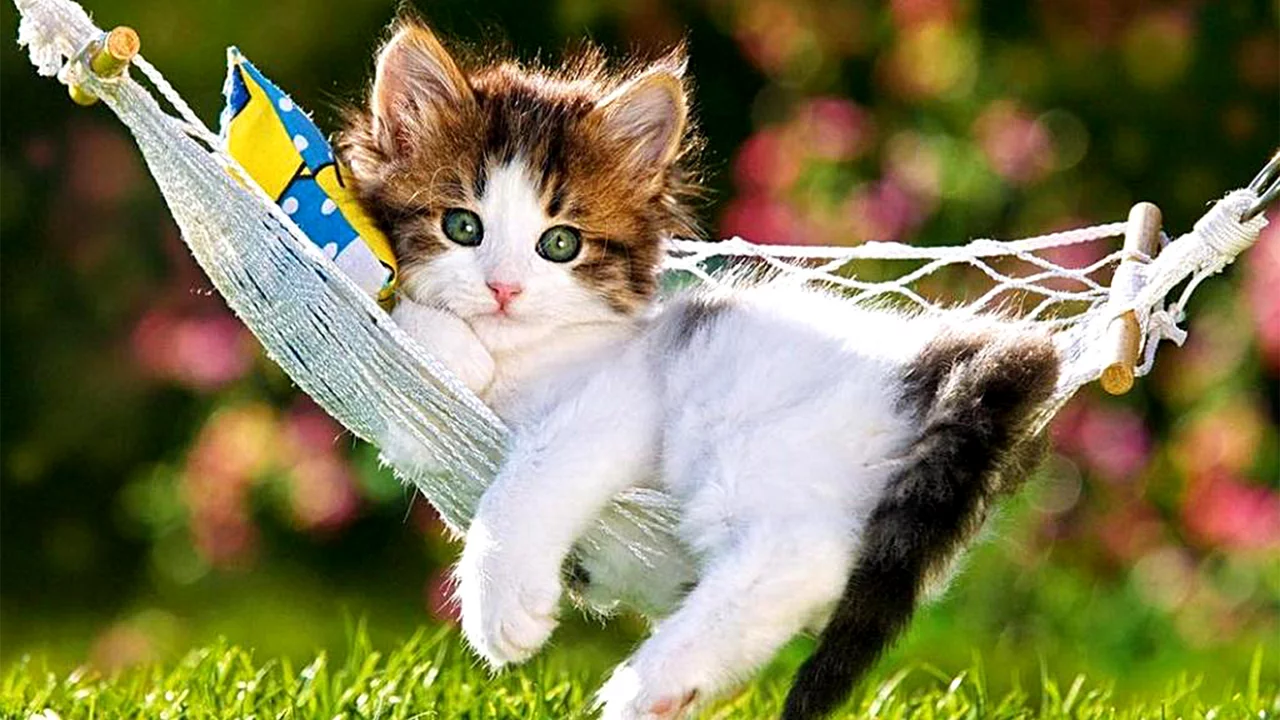 котёнок маленький, лежит в гамаке, взгляд