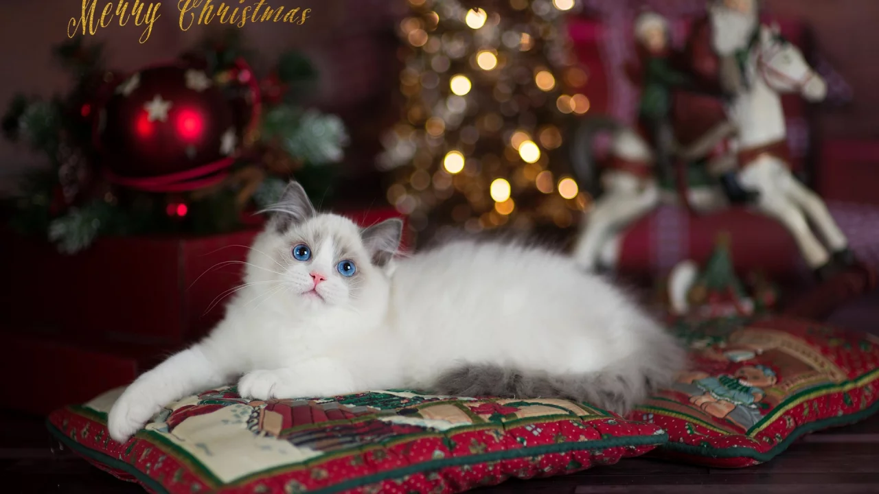 кошка, взгляд, животное