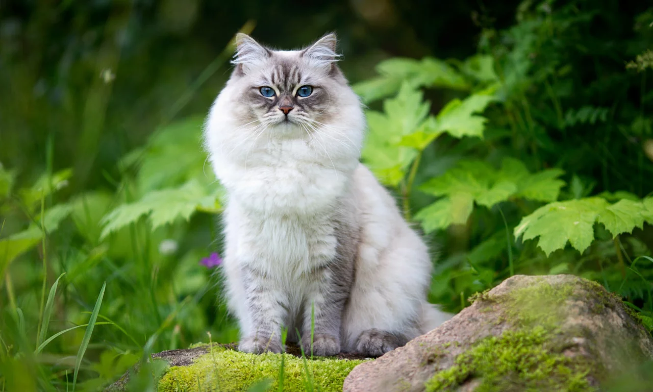 кошка, взгляд, животное