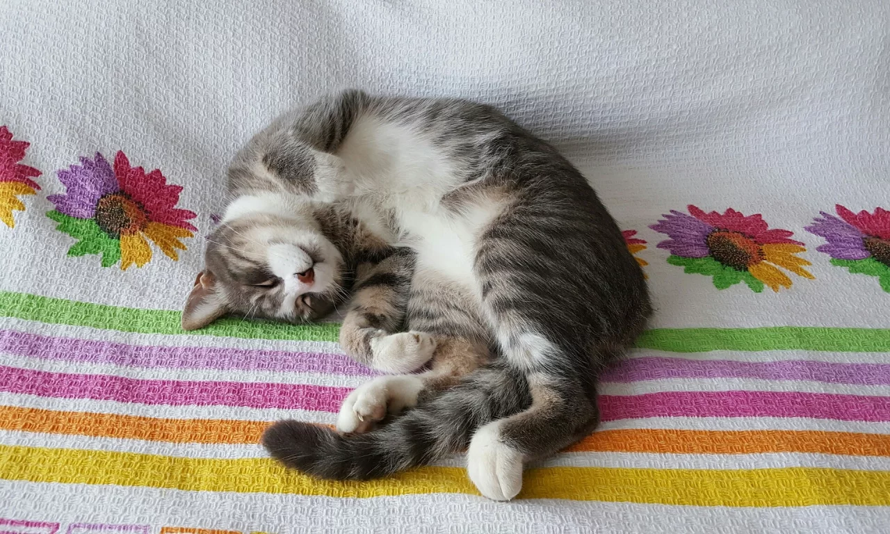 кот, животное, лежит