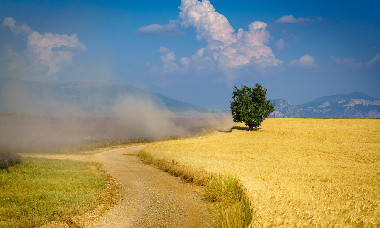 пшеничное поле, дорога, лето, пыль